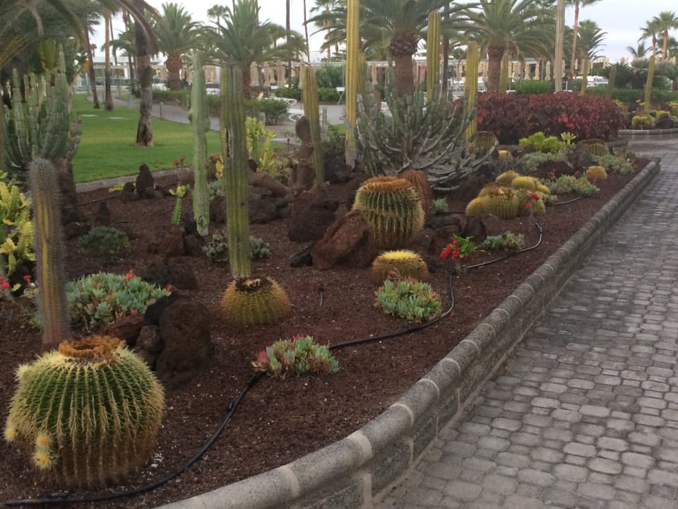 Gartenanlage Hotel Riu Gran Canaria