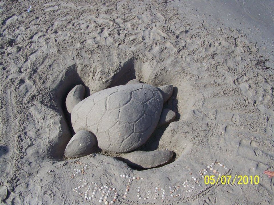Unsere Schildkröte Hotel El Mansour Mahdia Thalasso & Spa