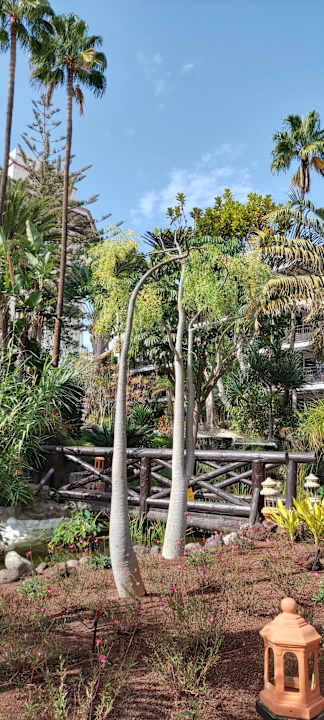 Gartenanlage Hotel Parque Tropical
