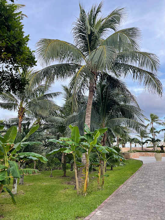Gartenanlage TRS Yucatan Hotel - Adults only