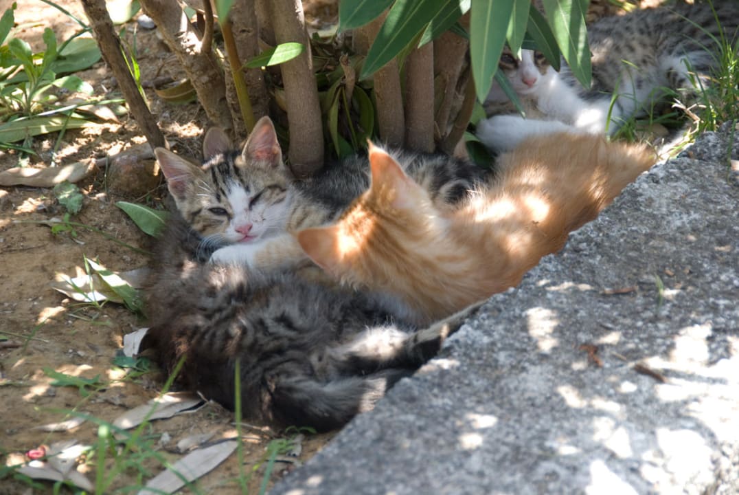 Schattenplatz Kommeno Bella Vista Apartments