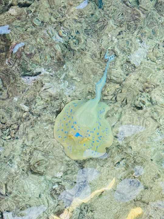 Strand SUNRISE Anjum Resort Marsa Alam