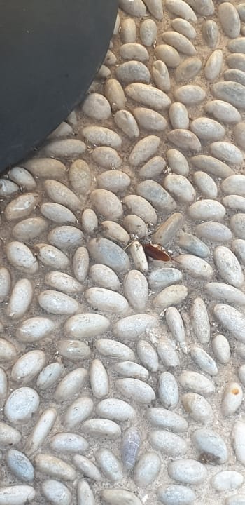 Sonstiges Alp Pasa Hotel - Special Class