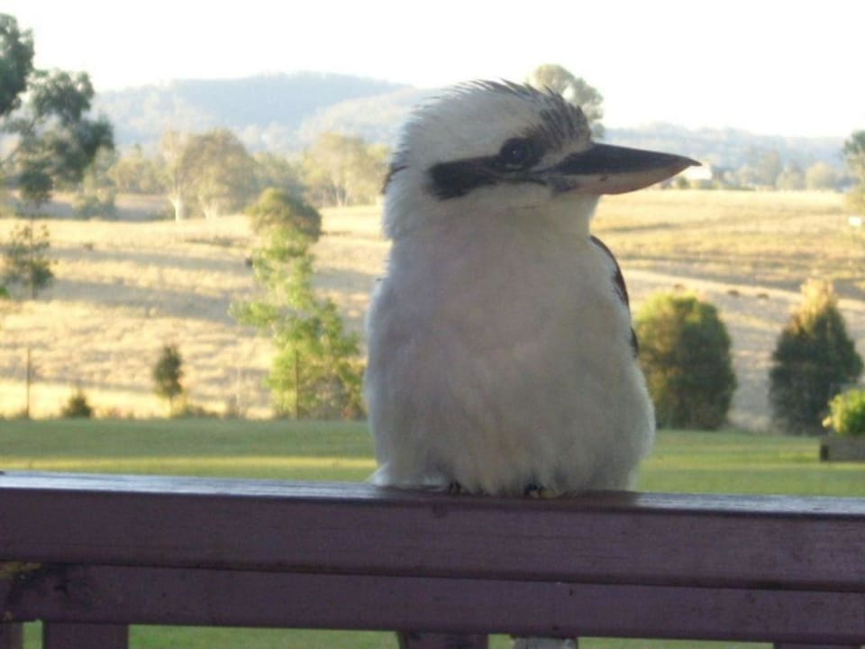 Lachender Hans einmal anders Hotel The Sebel Maroochydore