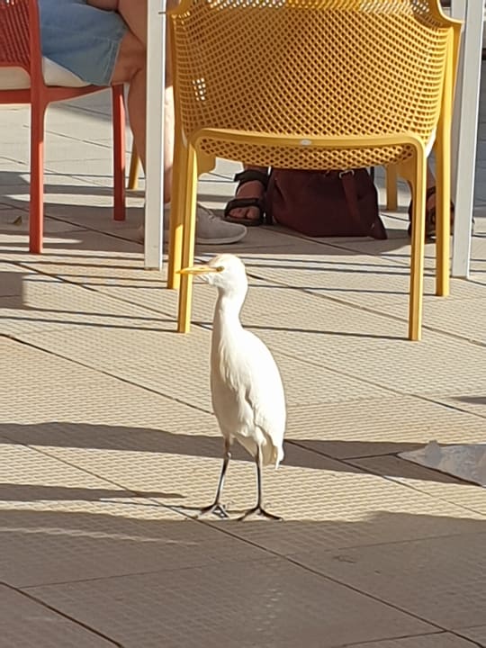 Sonstiges Desert Rose