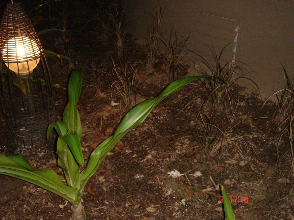 Trawnik Constance Ephelia