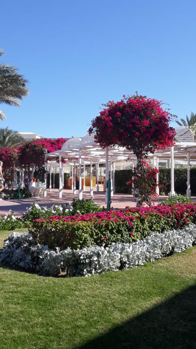 Gartenanlage Desert Rose