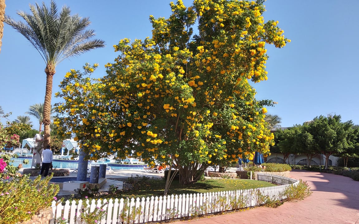 Gartenanlage Desert Rose