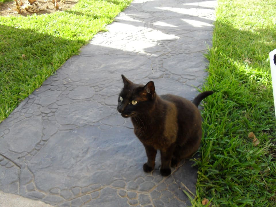 Die kam jeden Abend und wollte gestreichelt werden HL Miraflor Suites Hotel