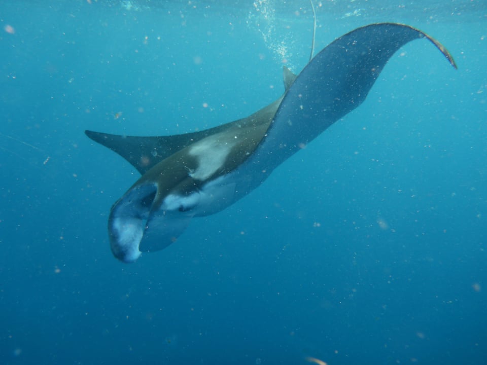 Mantarochen Adaaran Select Meedhupparu Island Resort - Premium All Inclusive