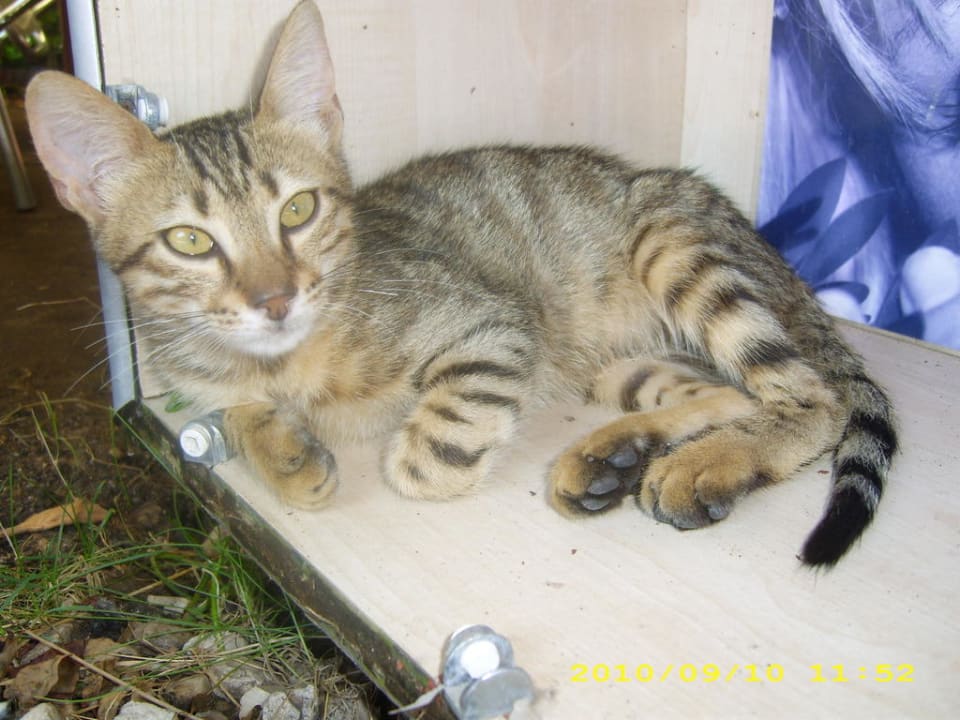 Ich bin so süß Saturn Palace Resort Hotel