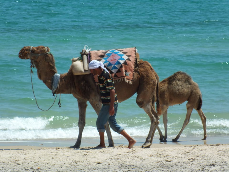 Kamelfamilie  El Ksar Resort & Thalasso