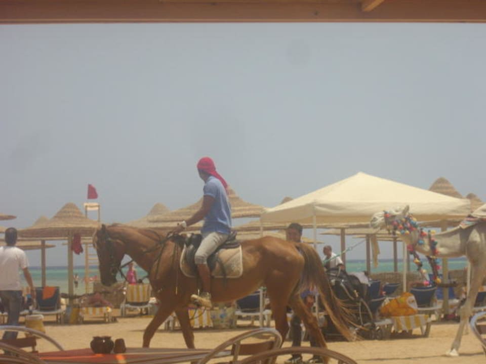 Pferd und Kamelreiten am Strand Stella Beach Resort & Spa Makadi Bay