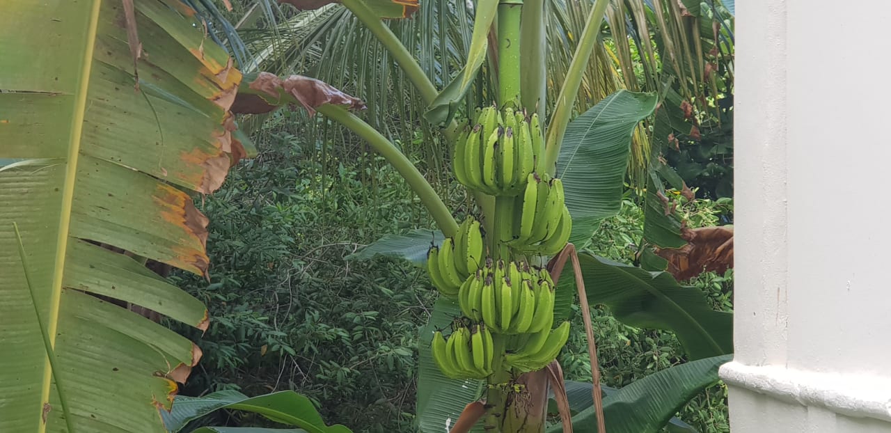 Gartenanlage Akumal Bay Beach & Wellness Resort