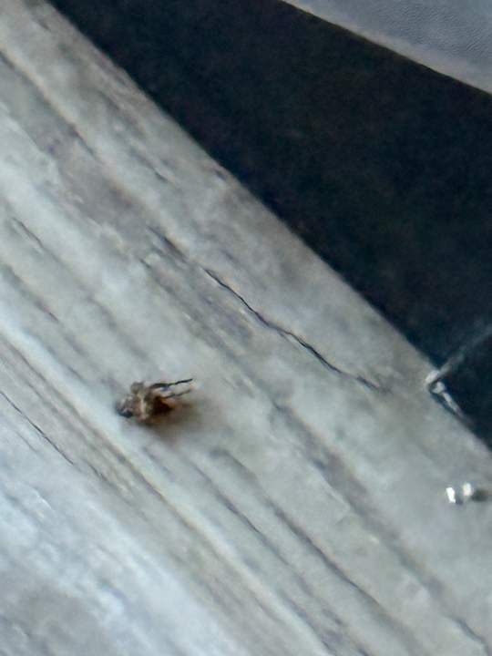 Zimmer Super 8 by Wyndham Harrisburg