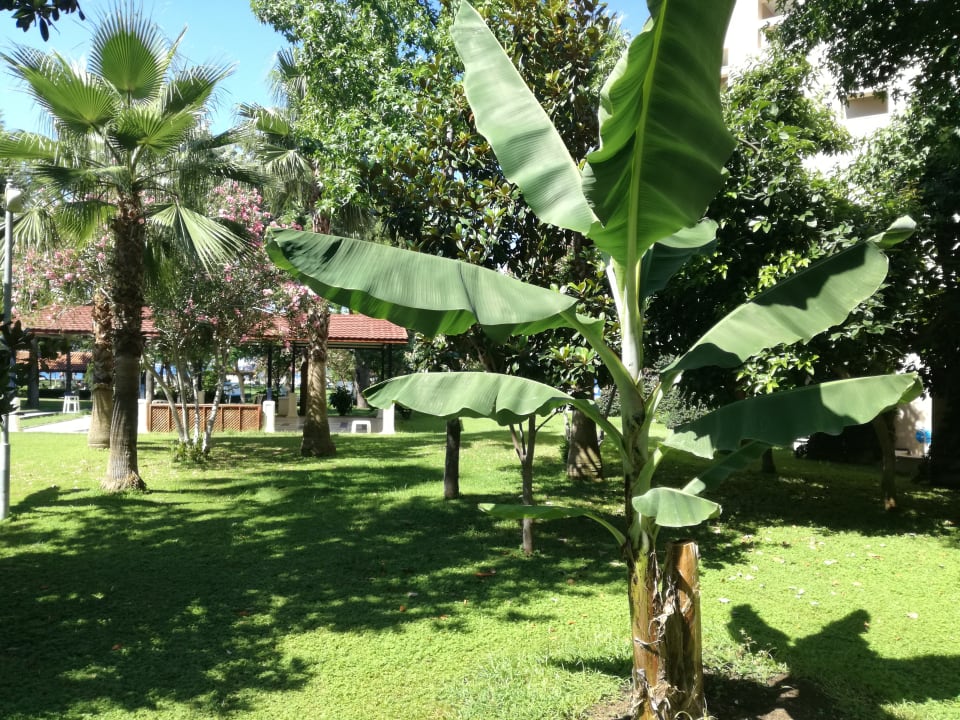 Gartenanlage Labranda Alantur Resort