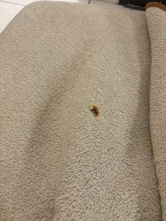 Zimmer Hotel Kleopatra Bebek