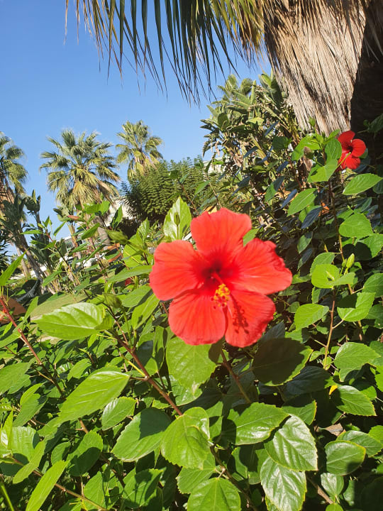 Gartenanlage VONRESORT Golden Coast