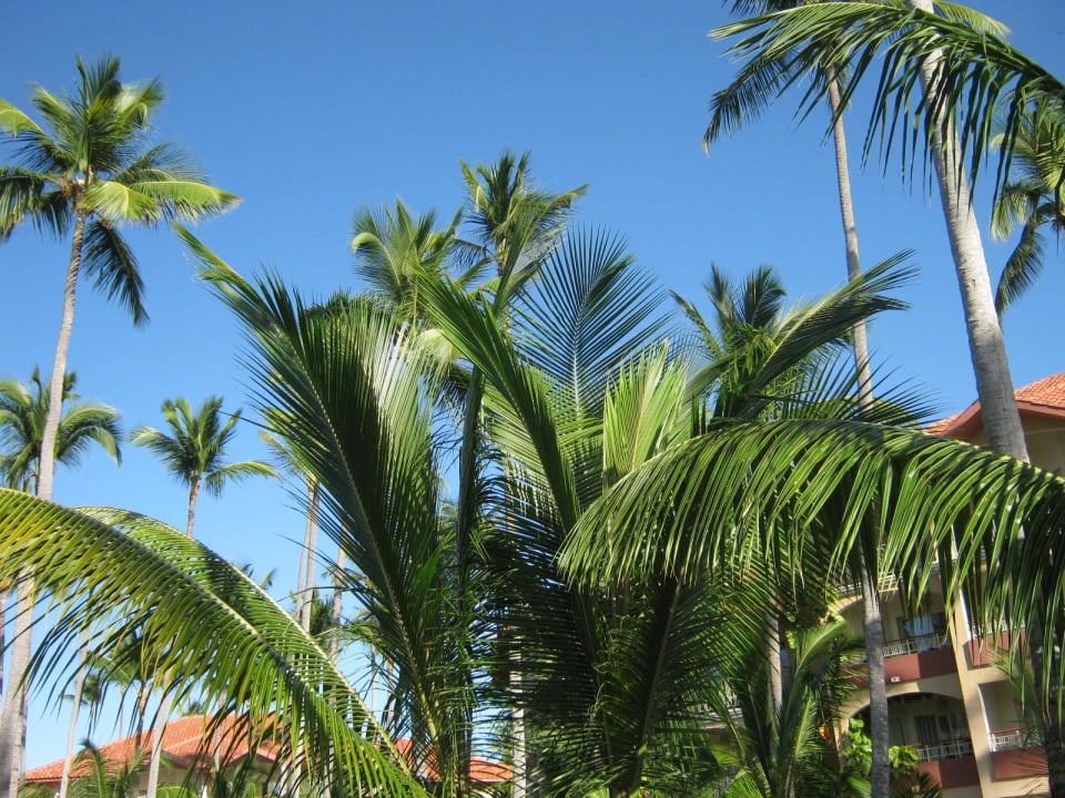 Palmen ,und blauer Himmel! Majestic Elegance Punta Cana