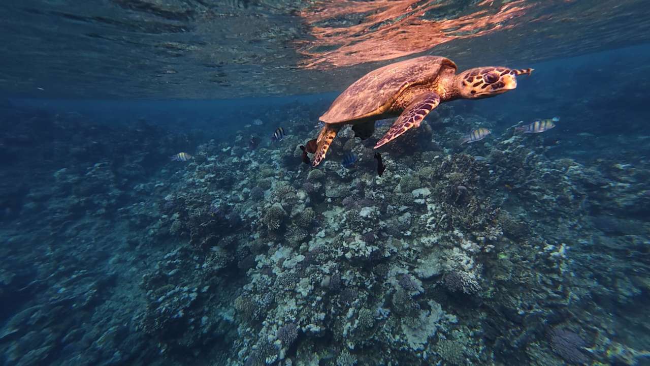 Sonstiges Three Corners Equinox Beach Resort