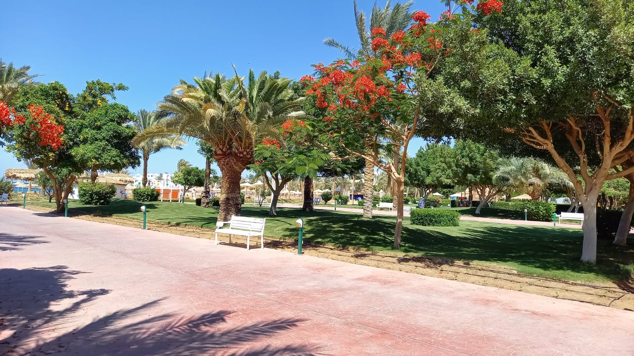 Gartenanlage Desert Rose