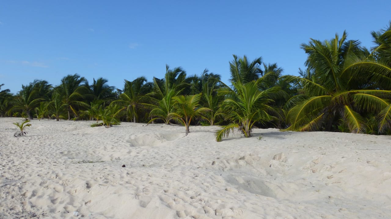 Strand mit Palmen Grand Palladium Kantenah Resort & Spa