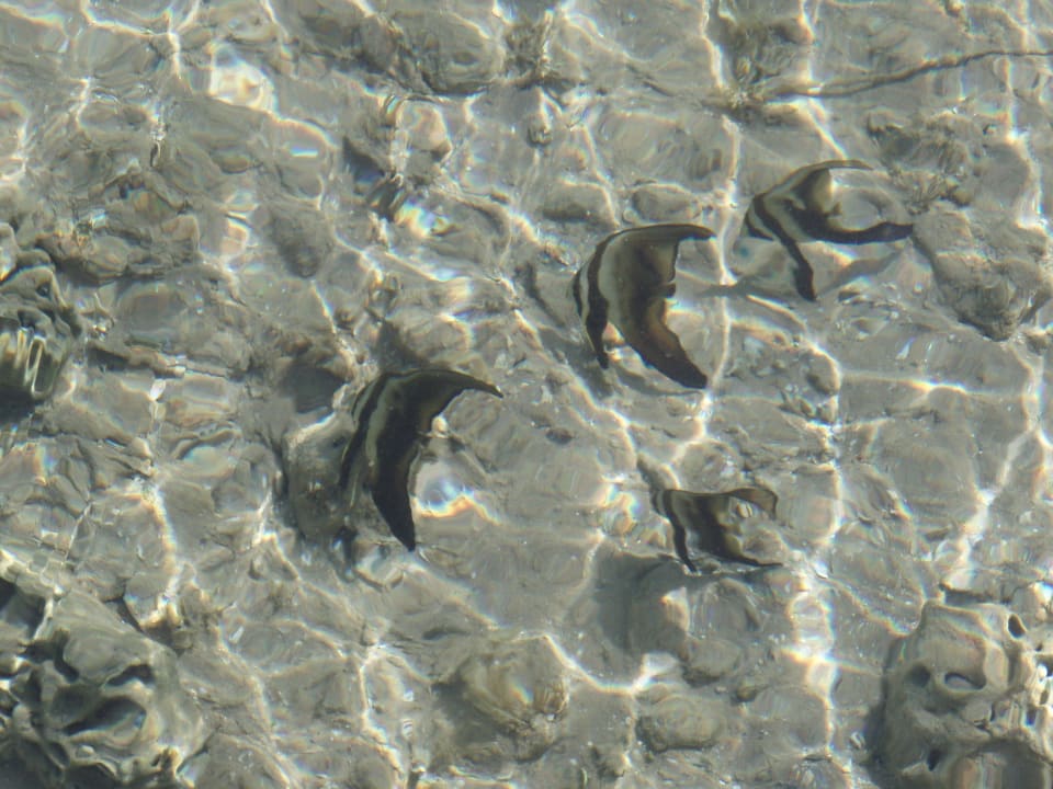 Flachwasserbereich Beach Albatros Resort