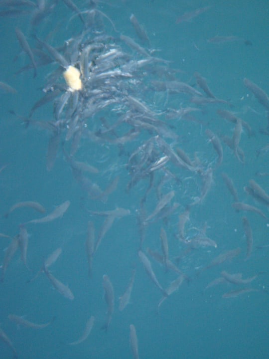 Invasion... die Fische werden mit Brot gefüttert.. Aydinbey Kings Palace & Spa