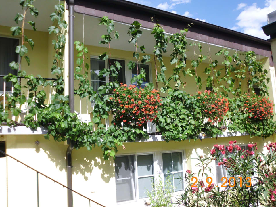 Weinreben Pension Peterhof