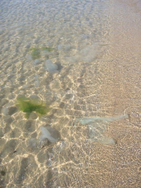 Quallen in Hülle und Fülle Hotel Glarus Beach