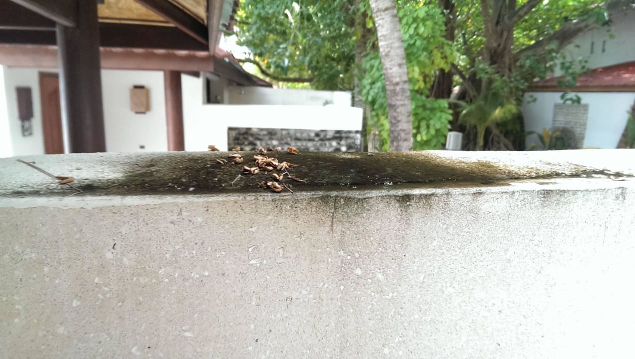 Bad ananea Diamonds Athuruga