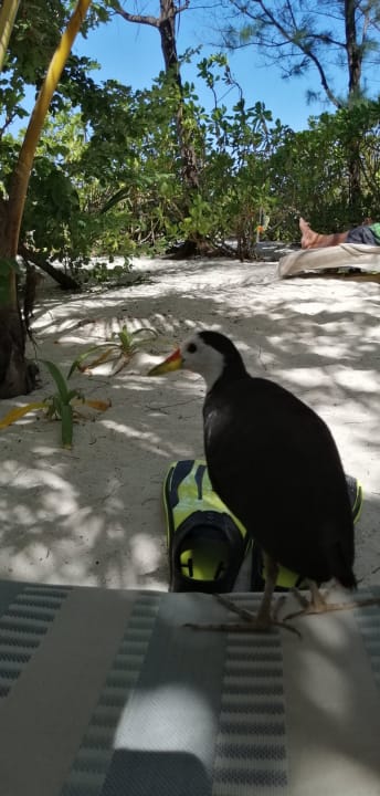 Sonstiges Summer Island Maldives