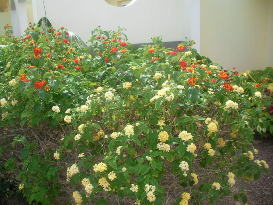 Planzen AluaVillage Fuerteventura