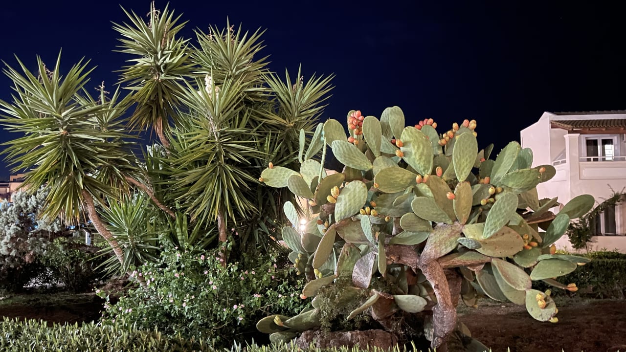 Gartenanlage Sandy Beach Resort