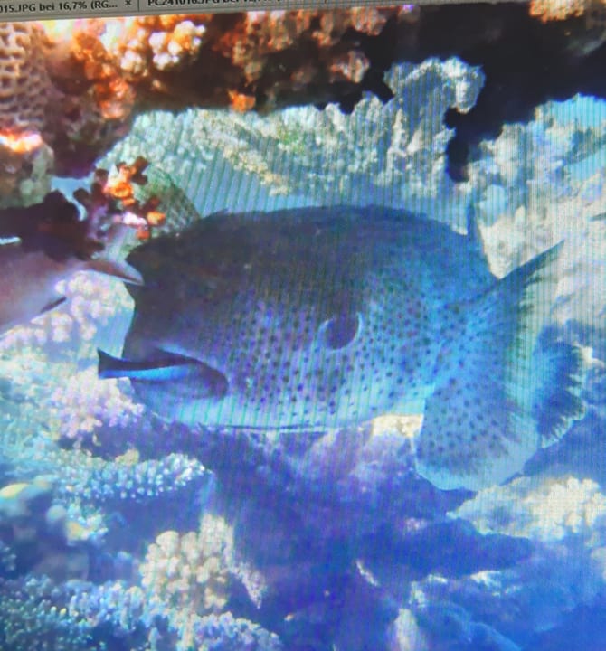 Sport & Freizeit Shams Alam Beach Resort