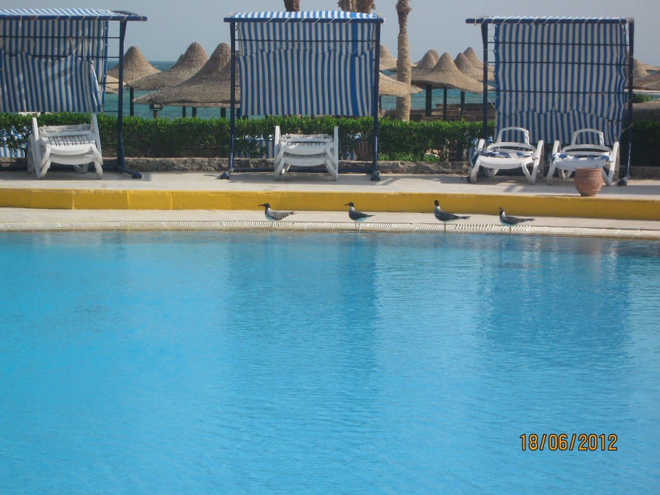 Ptaki o poranku Sunny Days Palma De Mirette Resort & Spa