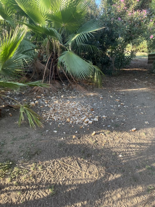 Gartenanlage Seaden Sea World Resort & Spa