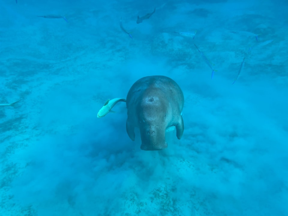 Sport & Freizet Three Corners Fayrouz Plaza Beach Resort