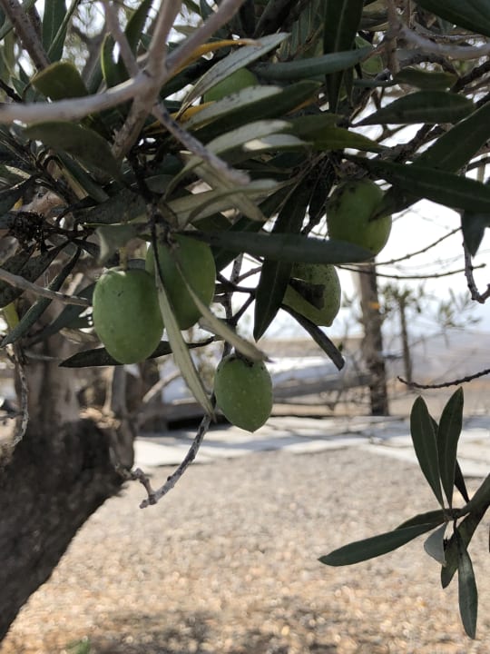 Gartenanlage Salobre Hotel Resort & Serenity