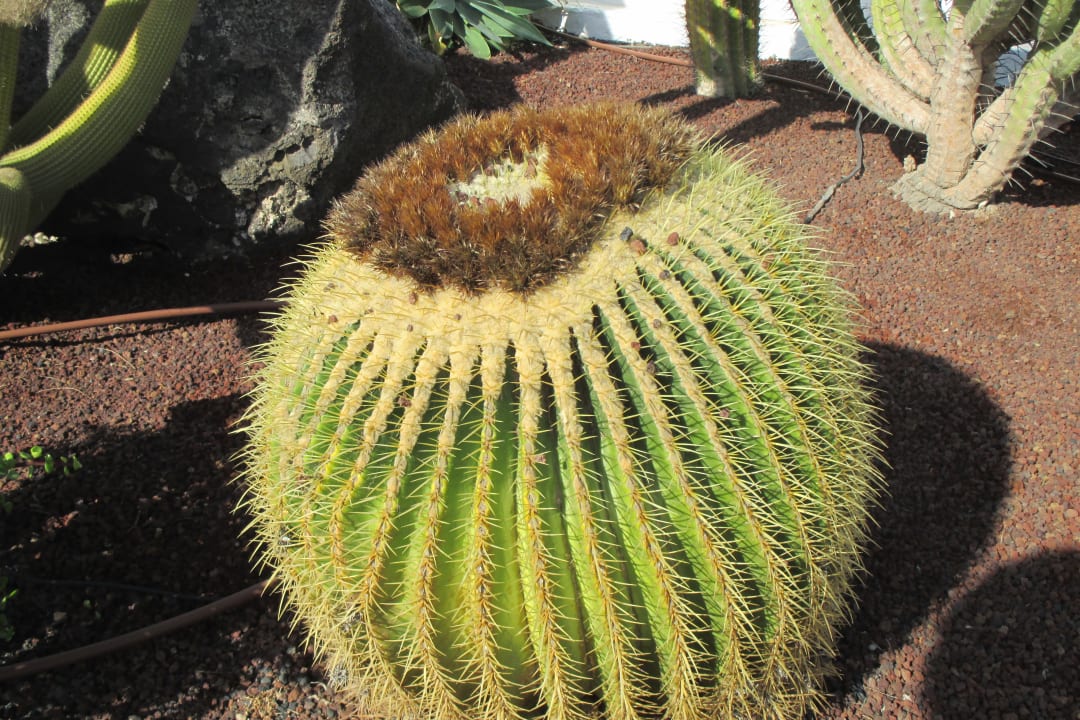 Sonstiges TUI MAGIC LIFE Fuerteventura