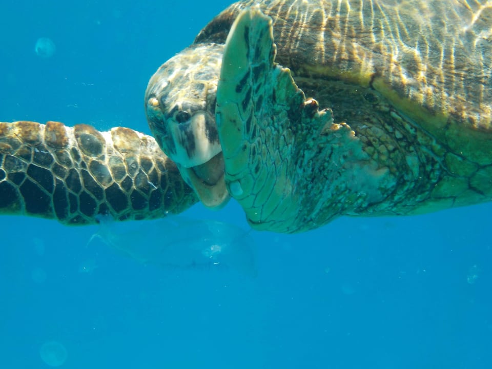 Schildkröte Tropitel Sahl Hasheesh