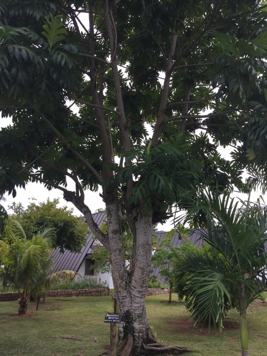 Gartenanlage La Digue Island Lodge