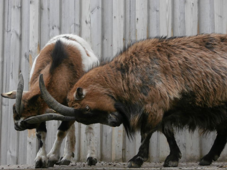 Ziegen Ferienhof Haack