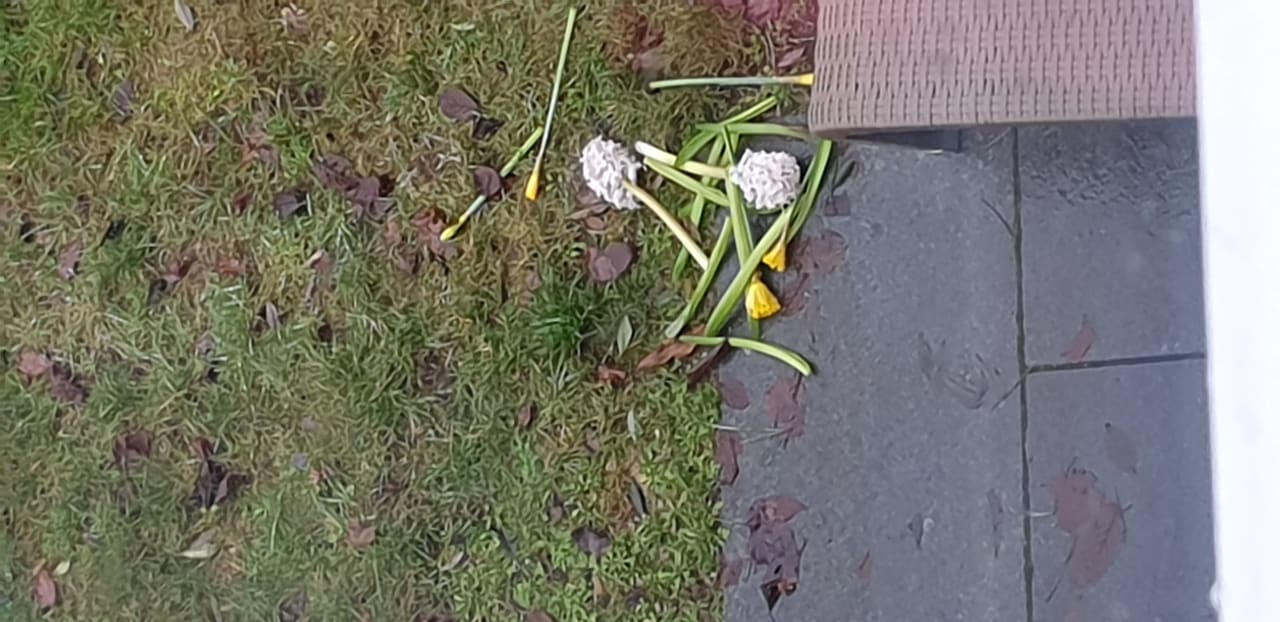 Außenansicht Center Parcs Park Bostalsee