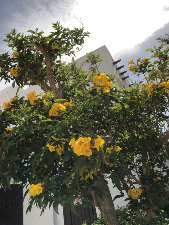 Gartenanlage Arabella Azur Resort