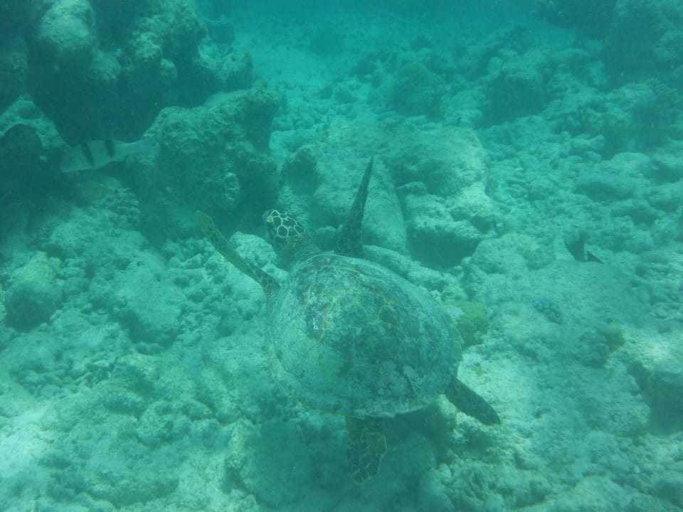 Gut getarnt im Steinbruch Kuramathi Maldives