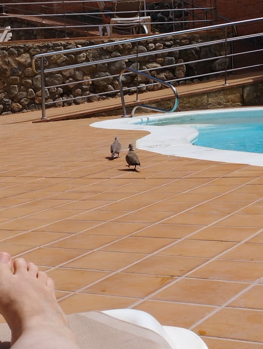 Pool HL Sahara Playa