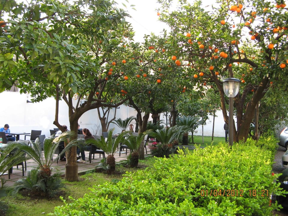Orangen -Zitronen Hotel Diana Pompei