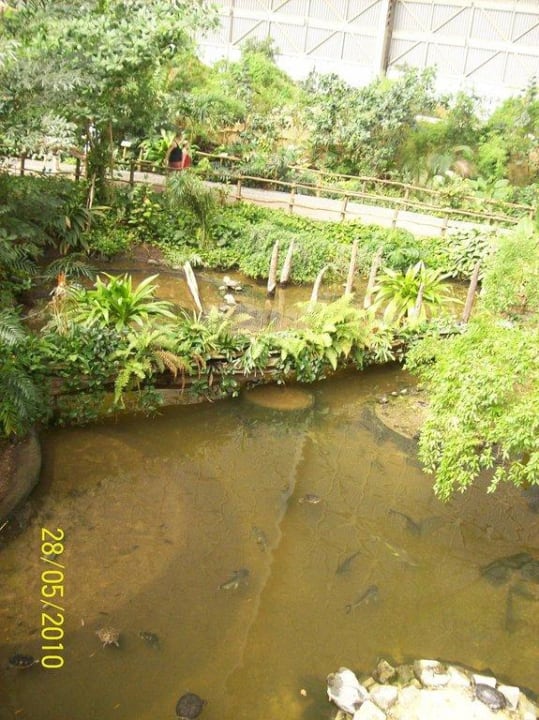 Regenwald mit Teich Tropical Islands Resort