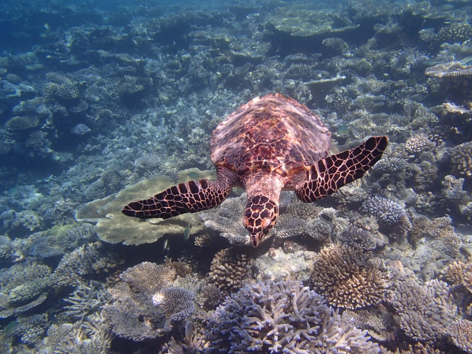 Sehr elegantes Tier Meeru Maldives Resort Island